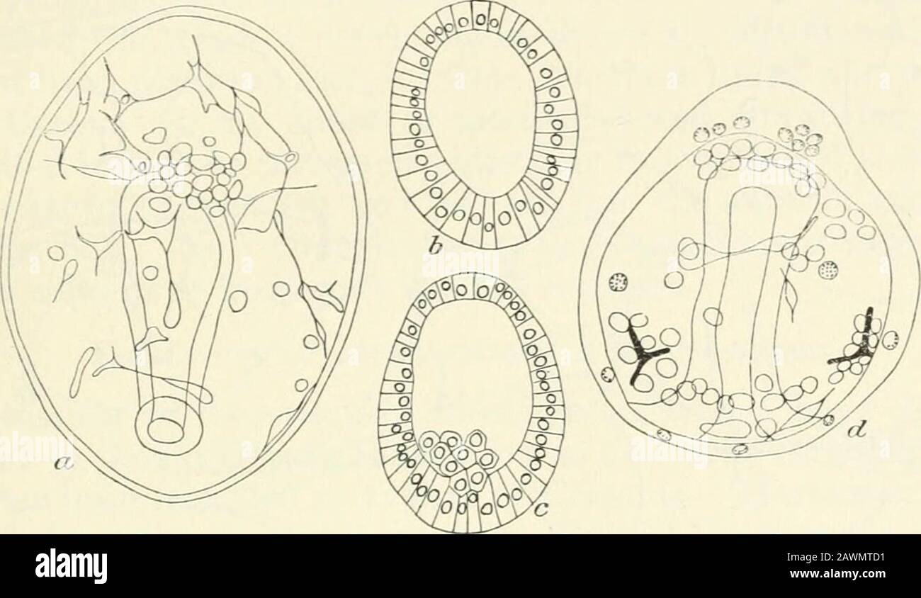 Papers . ieth hour and pushes backuntil it comes into contact with the future esophagus, the iimer endof the archenteron having been directed toward the veritral side. Hyhridizfition of Echinoids. 9 In some sections of embryos of an age of 73 hours the mouth openingdoes not seem to be established; in others the opening is present.It is therefore safe to say that the mouth opens about the beginningof the fourth day. The first appearance of skeletal spicules is aboutthis time, these spicules arising in groups of mesenchyme cells atabout the level of the outer ends of the posterior ciliated bands Stock Photo