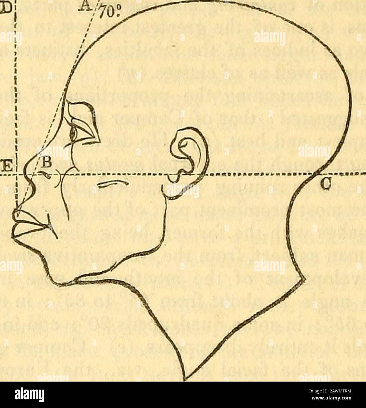 A practical treatise on medical jurisprudence : with so much of anatomy, physiology, pathology, and the practice of medicine and surgery, as are essential to be known by members of Parliament, lawyers, coroners, magistrates, officers in the army and navy, . 245 CHAP. IX. Sect. II. Nervous Function and ITS Organs. iy) Quains El. 2d edit. 140, 141. (s) Id. 1-il, 142; and see tlie clear ex-planation in El. Blum. 550; and thescales as in El. Blum. 559 ; and infra, 245,246, and the plates; but see infra, note(/). ([)) See his interesting work translated byDr. Cogan, and with explanatory platespubli Stock Photo