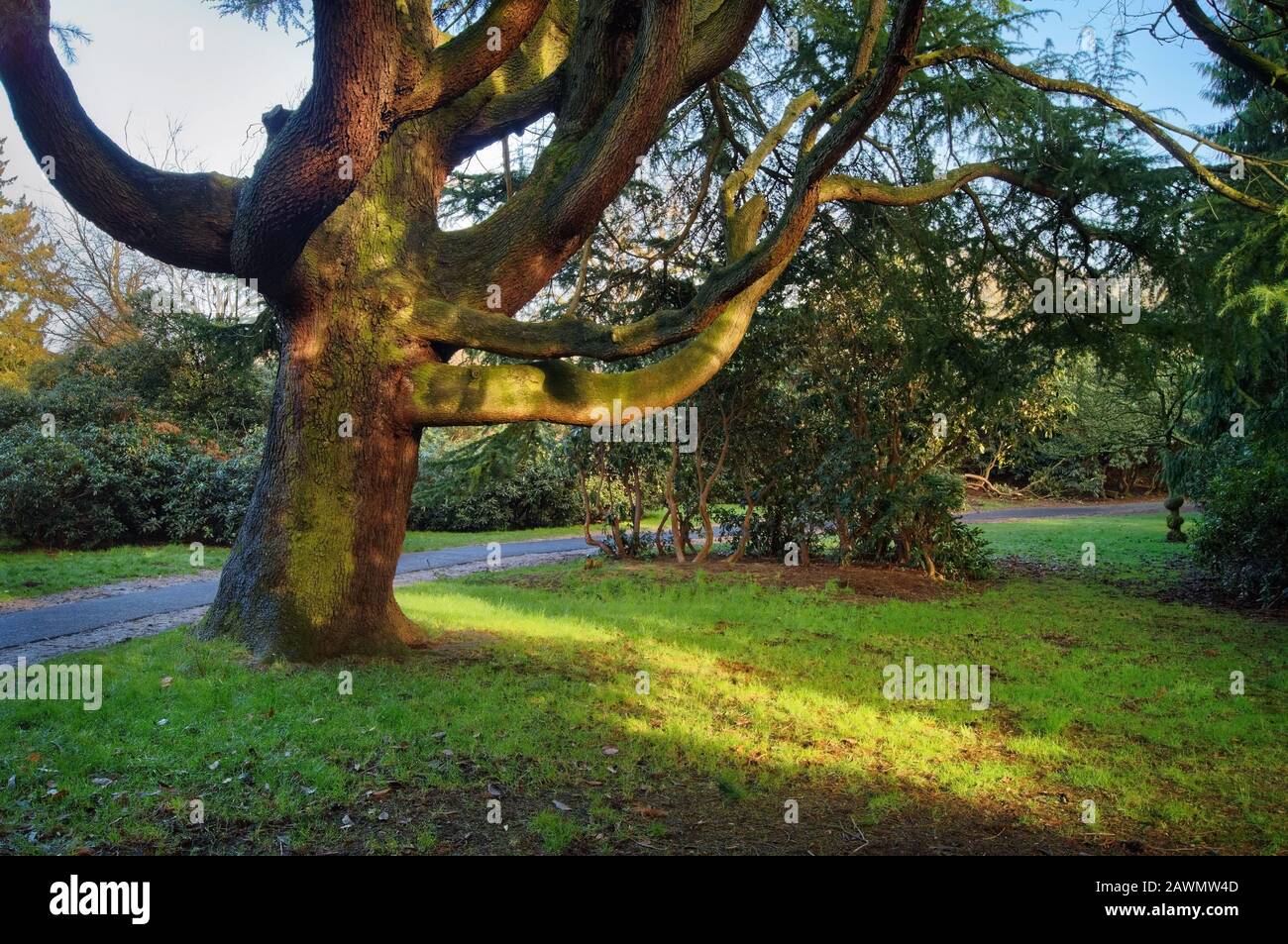 UK,South Yorkshire,Barnsley,Cawthorne,Cannon Hall Grounds,Cedar of Lebanon Tree Stock Photo