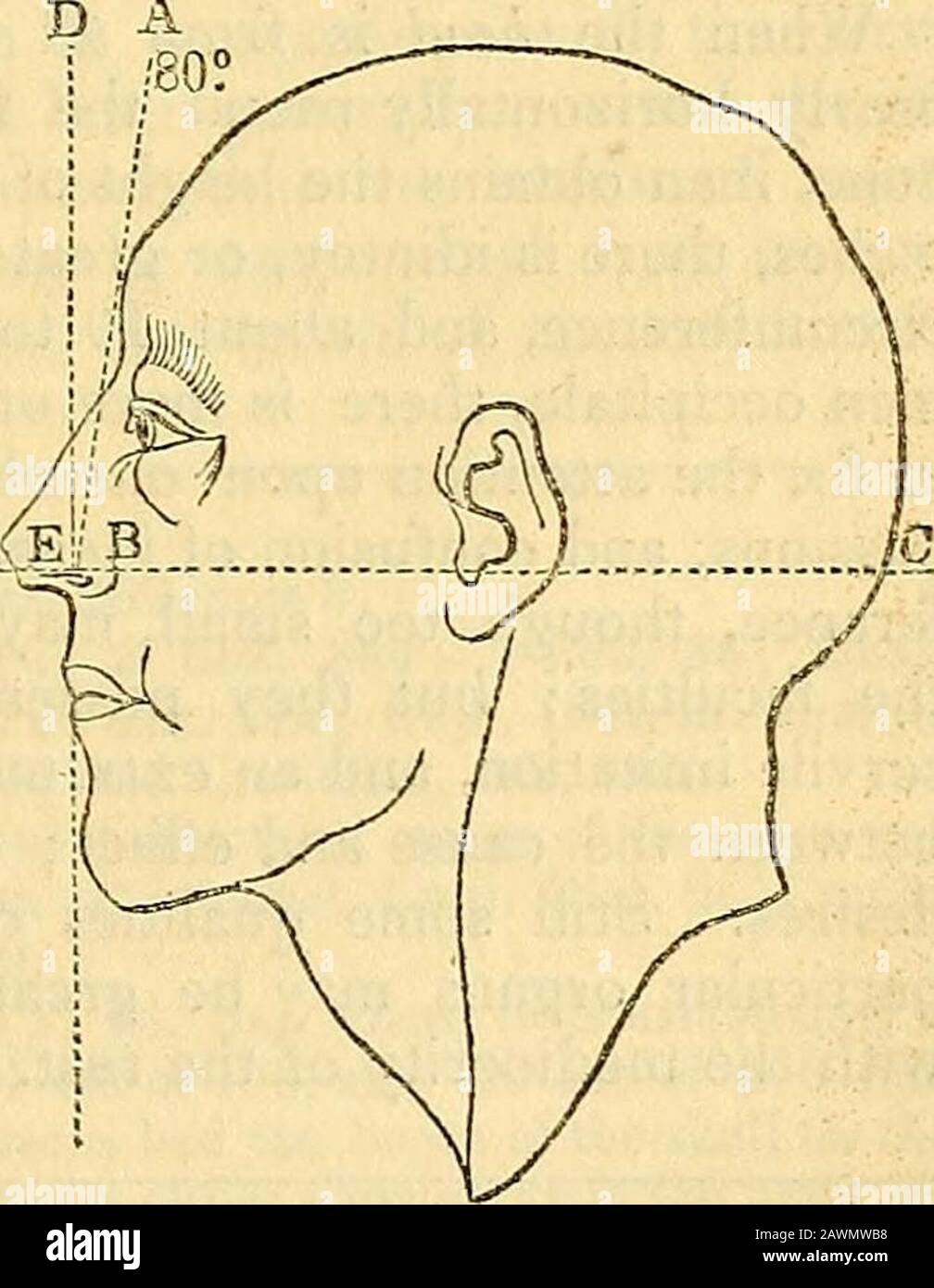 A practical treatise on medical jurisprudence : with so much of anatomy, physiology, pathology, and the practice of medicine and surgery, as are essential to be known by members of Parliament, lawyers, coroners, magistrates, officers in the army and navy, . 245 CHAP. IX. Sect. II. Nervous Function and ITS Organs. iy) Quains El. 2d edit. 140, 141. (s) Id. 1-il, 142; and see tlie clear ex-planation in El. Blum. 550; and thescales as in El. Blum. 559 ; and infra, 245,246, and the plates; but see infra, note(/). ([)) See his interesting work translated byDr. Cogan, and with explanatory platespubli Stock Photo