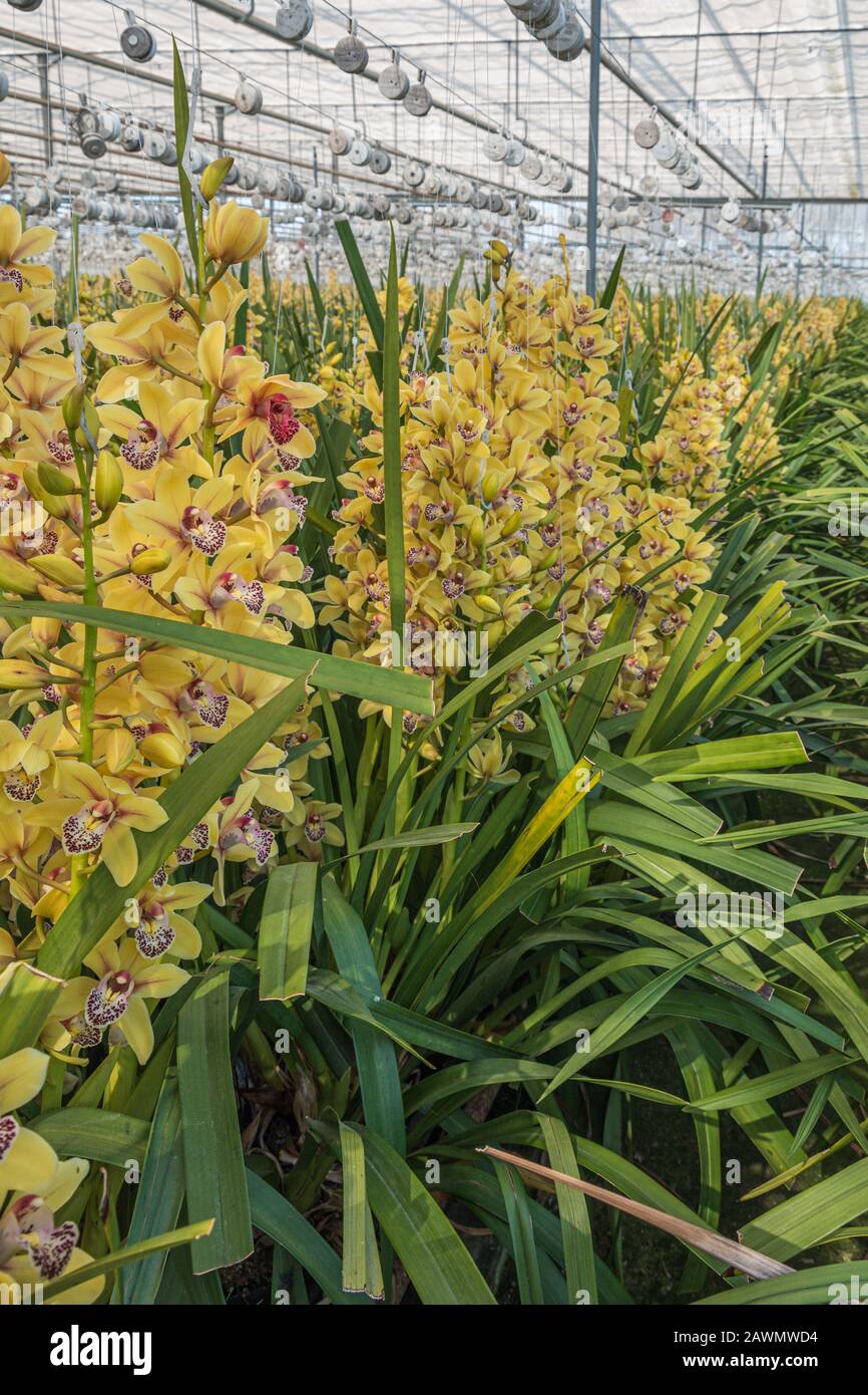 Growing yellow orchids in a huge greenhouse in The Netherlands Stock Photo