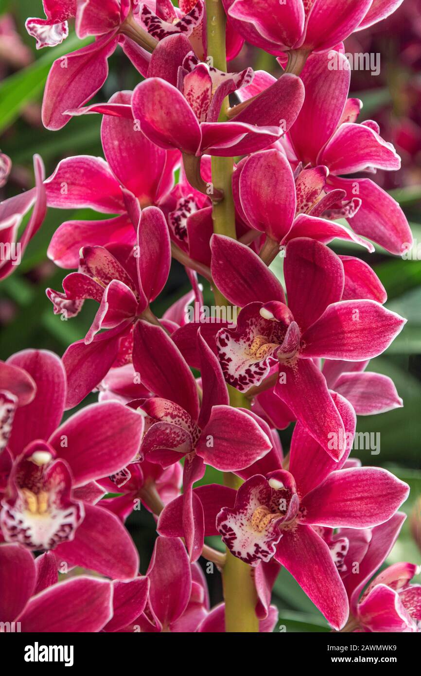 Flowering branch of red orchid in a greenhouse somewhere in The Netherlands Stock Photo