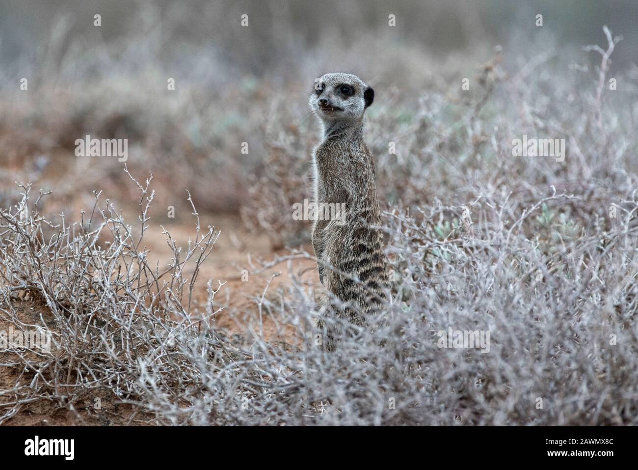 Meerkat standing at dawn on a chilly morning deciding whether the mob should be allowed up from the burrows. Oudtshoorn, Little Karoo,South Africa Stock Photo