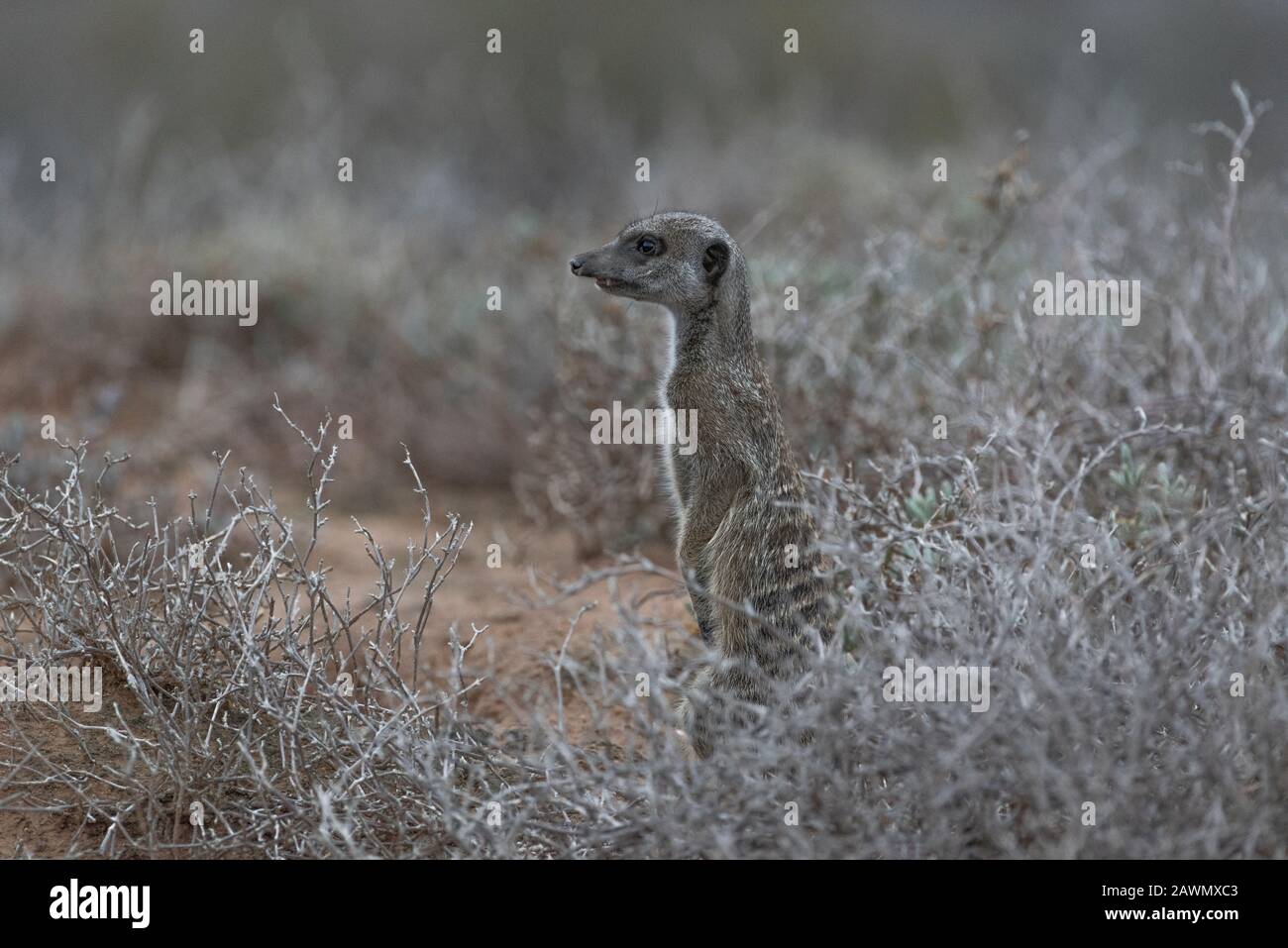 Meerkat standing at dawn on a chilly morning deciding whether the mob should be allowed up from the burrows. Oudtshoorn, Little Karoo,South Africa Stock Photo
