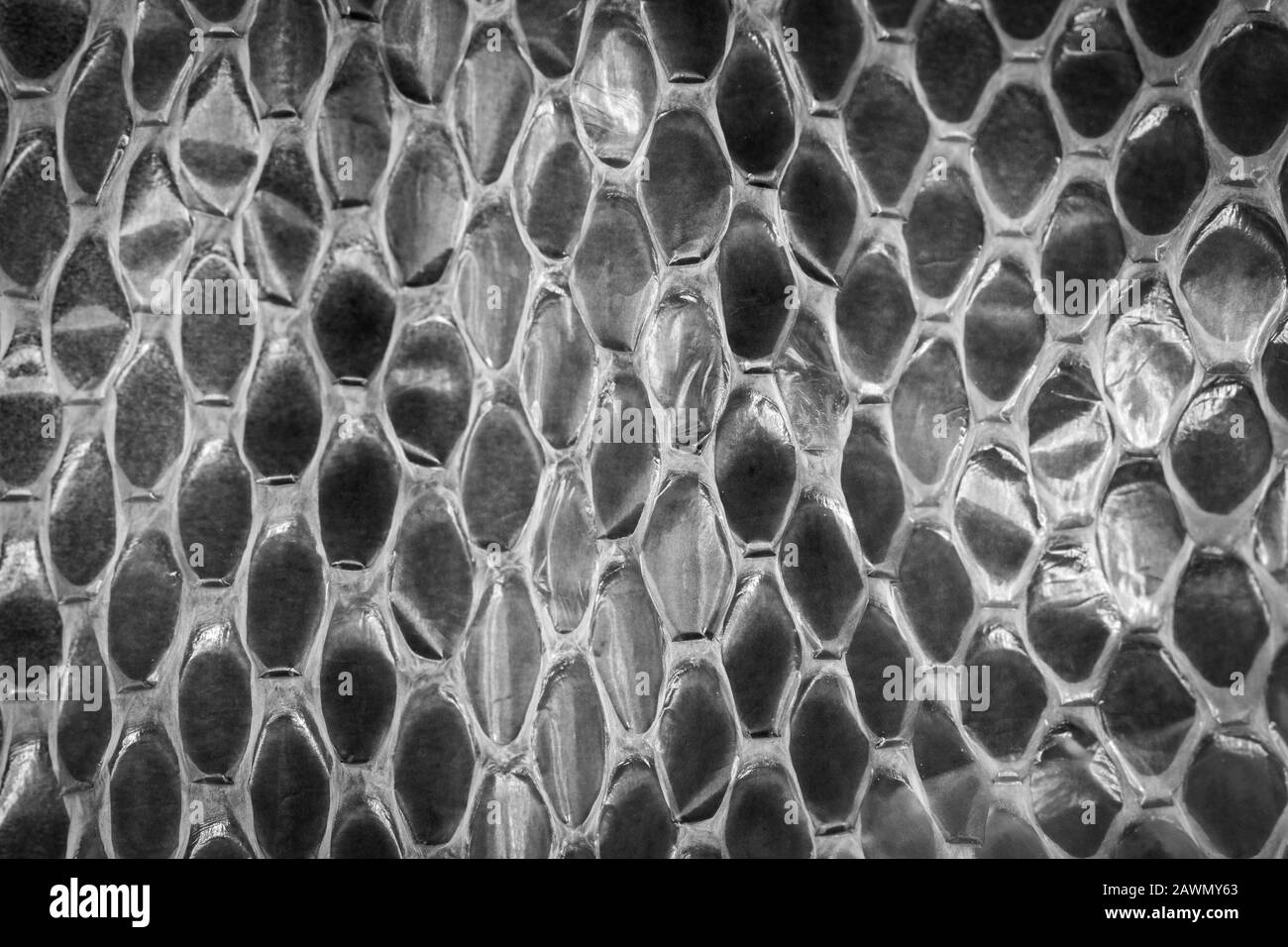 Shed snake skin scales in monochrome Stock Photo