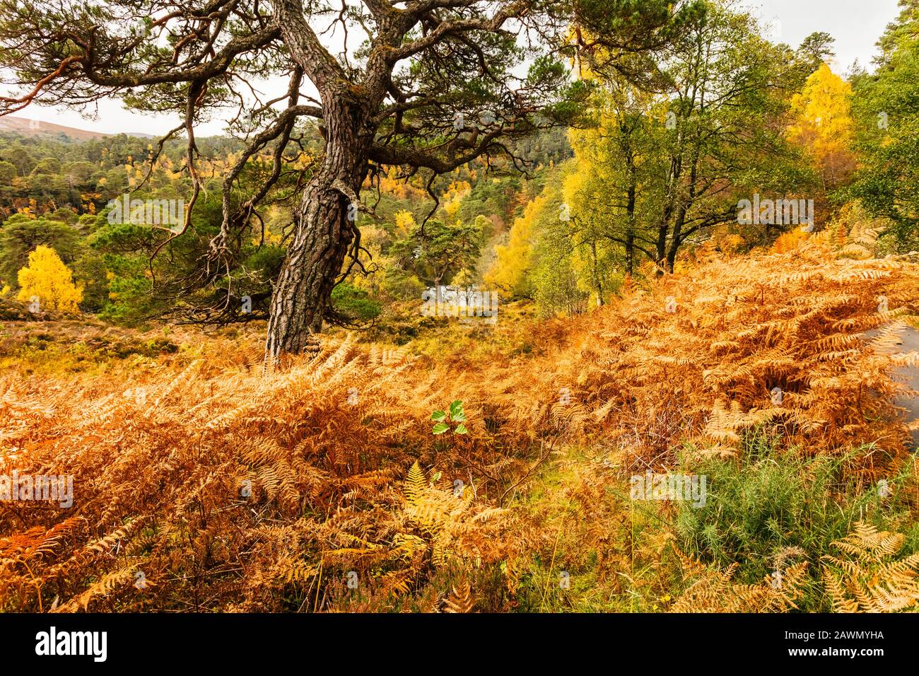 Scotland. Colourful Glen Strathfarrar in Autumn or Fall with the River Farrar running through the Glen in the Scottish Highlands.  Colourful Autumnal Stock Photo
