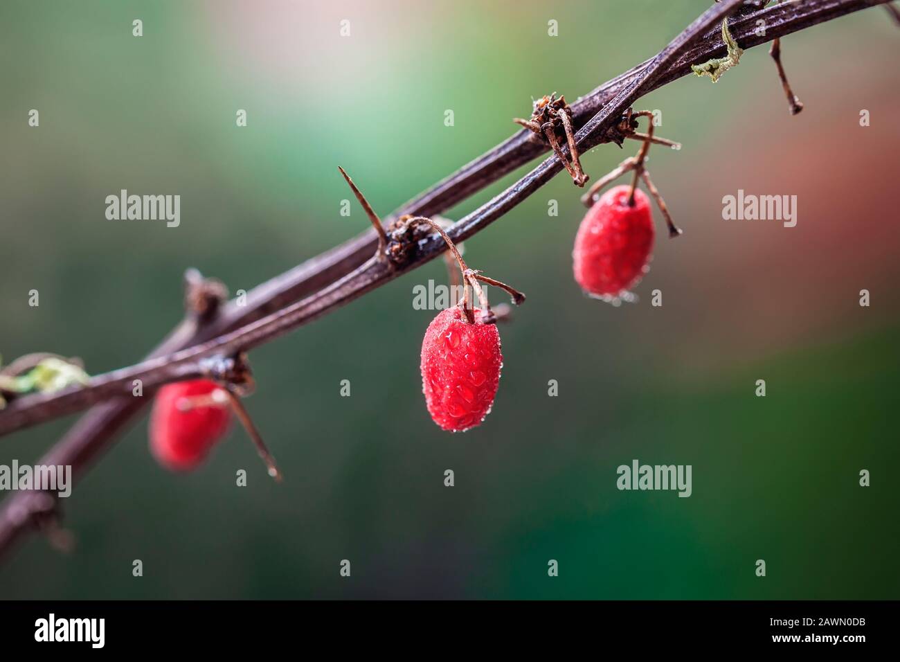 Natural abstract background of a branch with red berries in dew on a green backdrop Stock Photo