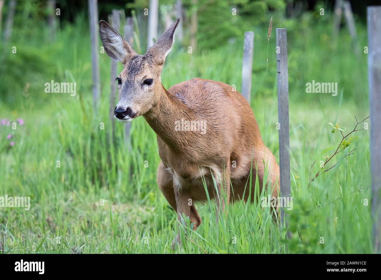 Roe deer pee in grass, Capreolus capreolus. Wild roe deer in nature