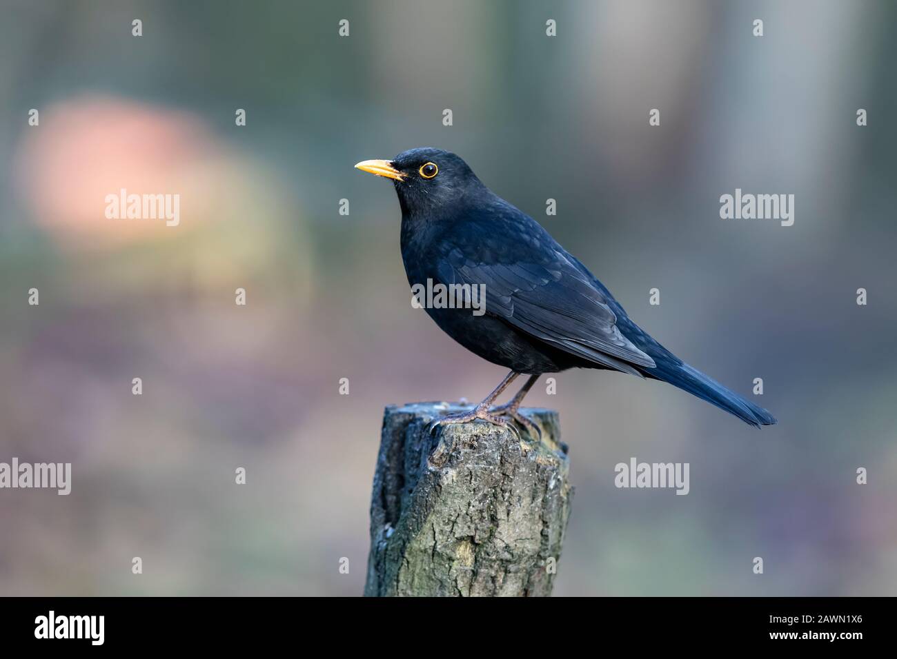 Common Male Blackbird Turdus merula in prime condition perching on a wooden post in profile Stock Photo