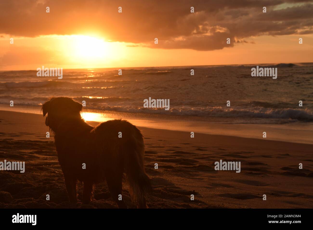 Dog At Sunset Beach Stock Photo Alamy dog-at-sunset-beach-stock-photo-alamy