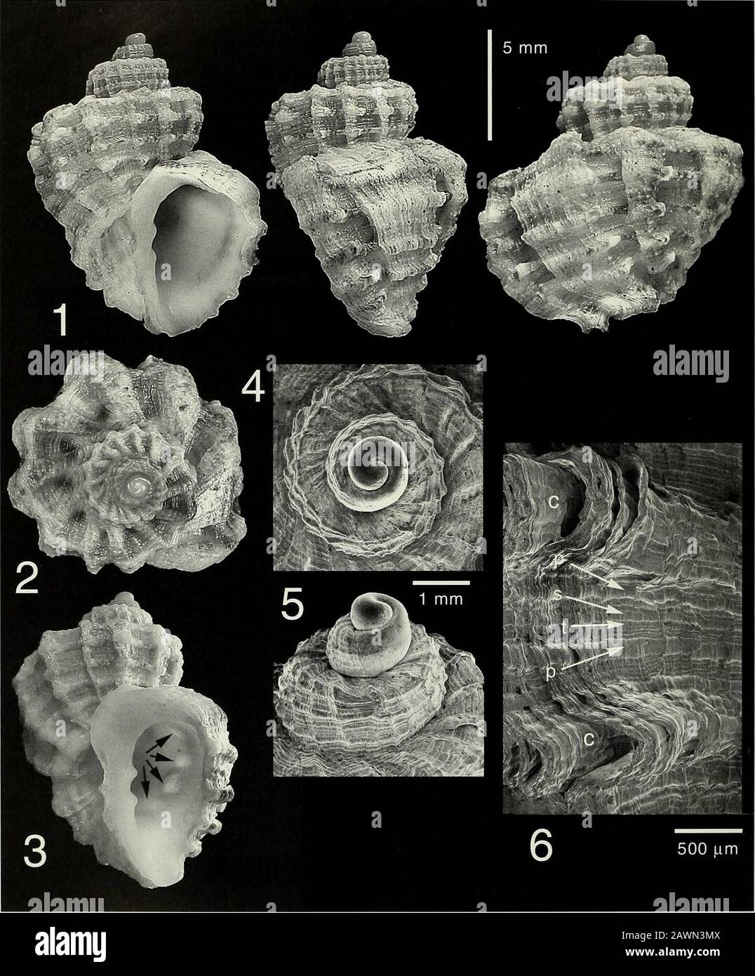 The Nautilus . lastwhorl, producing distinctive, fenestrated surface  sculp-ture. Spiral sculpture consists of strong cords (Figure 6,C) and  primary (Figure 6, p), secondary (Figure 6, s)and tertiary (Figure 6, t)  threads that