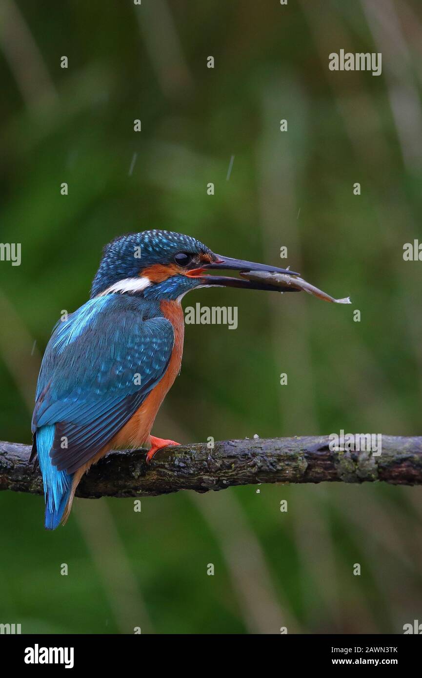 Eurasian Kingfisher Stock Photo