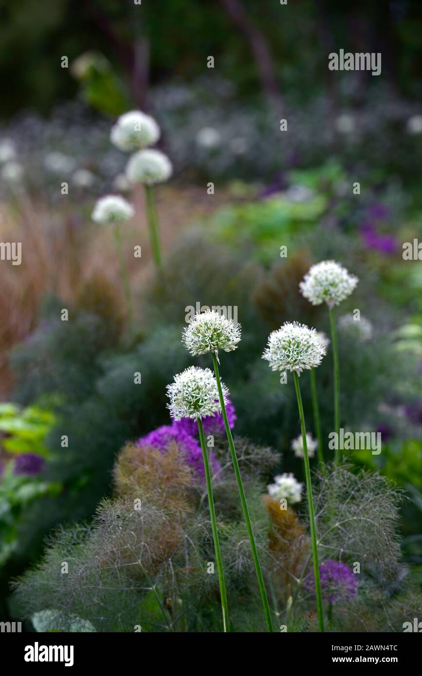 Purple fennel,ferny foliage,fernlike foliage,allium mount everest
