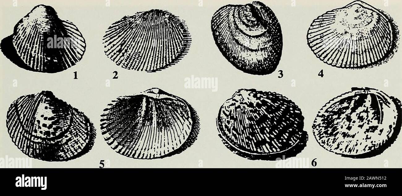The Nautilus . s description. Inasmuch as we donot know the identity of Linnaeuss species, no use ofthe name Solen bullatus can be accepted as a correctidentification, and none of the subsequent authors maybe considered the author of that name, even if placedin a different genus (ICZN, 1999: Art. 49). Finally, Rum-phiuss fig. N does not resemble either of the two Pa-pyridea species discussed here and appears to be an ar-cid. MATERIALS AND METHODS Fifty-six specimens of P. soleniformis and 325 specimensof P. lata were examined. Specimens were measured asthe greatest length parallel to the hinge Stock Photo