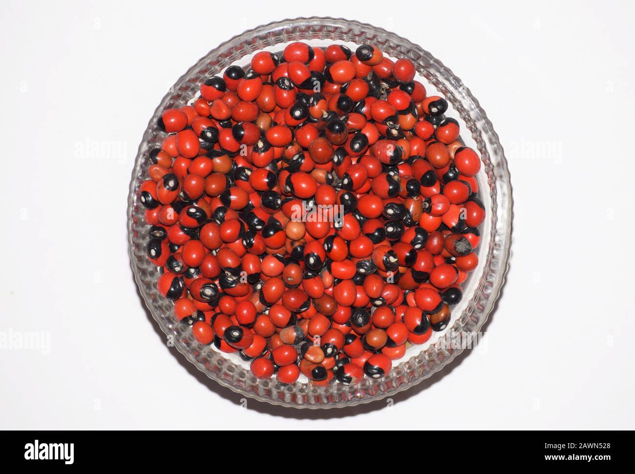 Rosary Pea or Abrus precatorius also known as Jequirity or prayer bean is herb flowering plant in the bean family. Dried hard red colored bean native Stock Photo