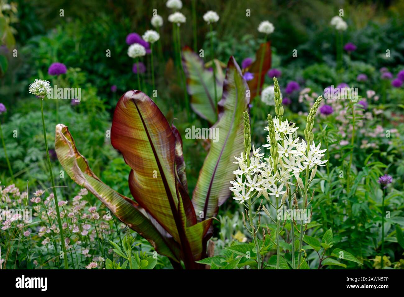 camassia leichtlinii alba,Ensete ventricosum Maurelii,allium mount everest,allium purple sensation,white and purple alliums,Ethiopian black banana,mi Stock Photo