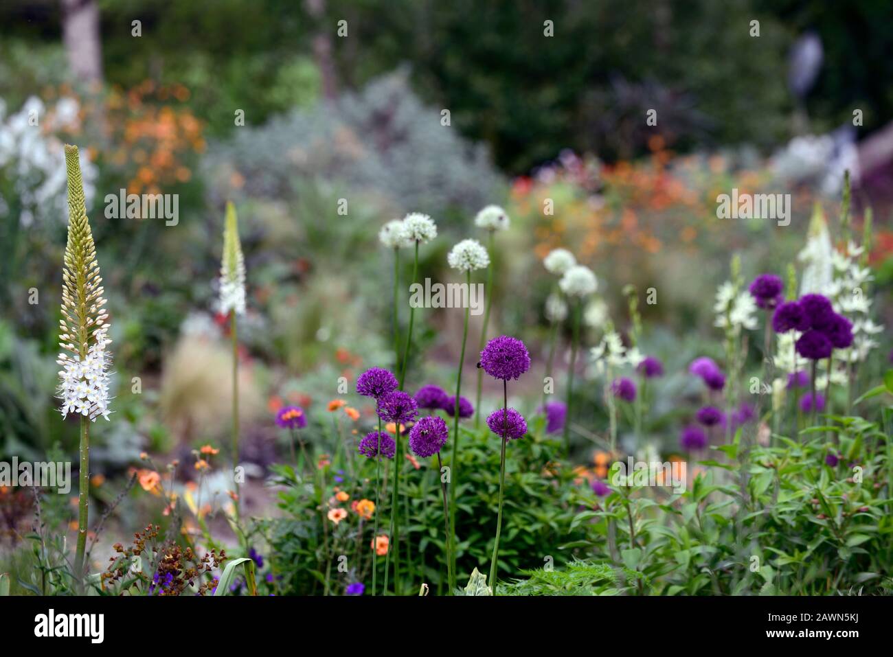 eremurus-robustus-foxtail-lily-raceme-white-flower-spike-flowers-spike