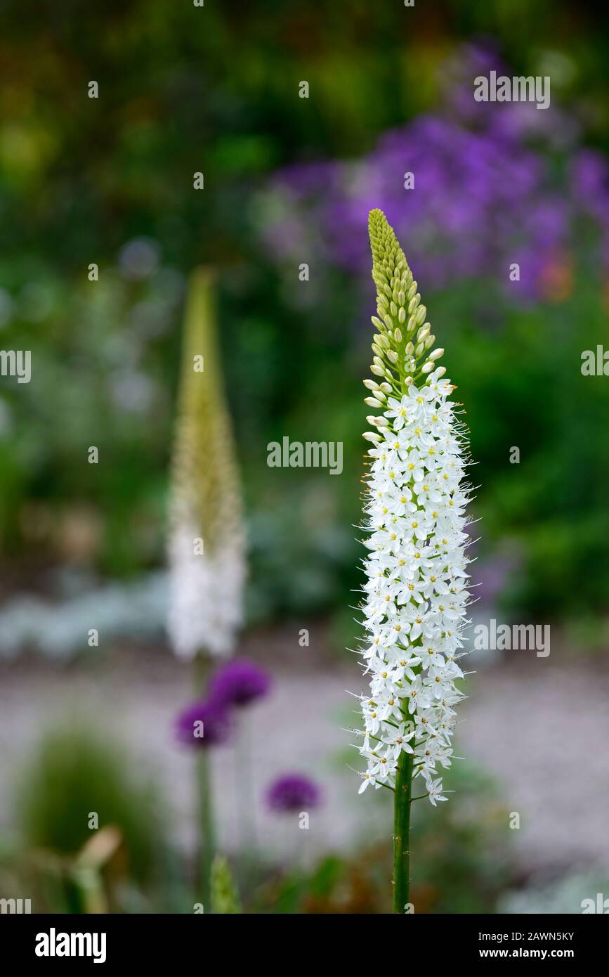 eremurus robustus,Foxtail lily,,white flower spike,flowers,spike,spires