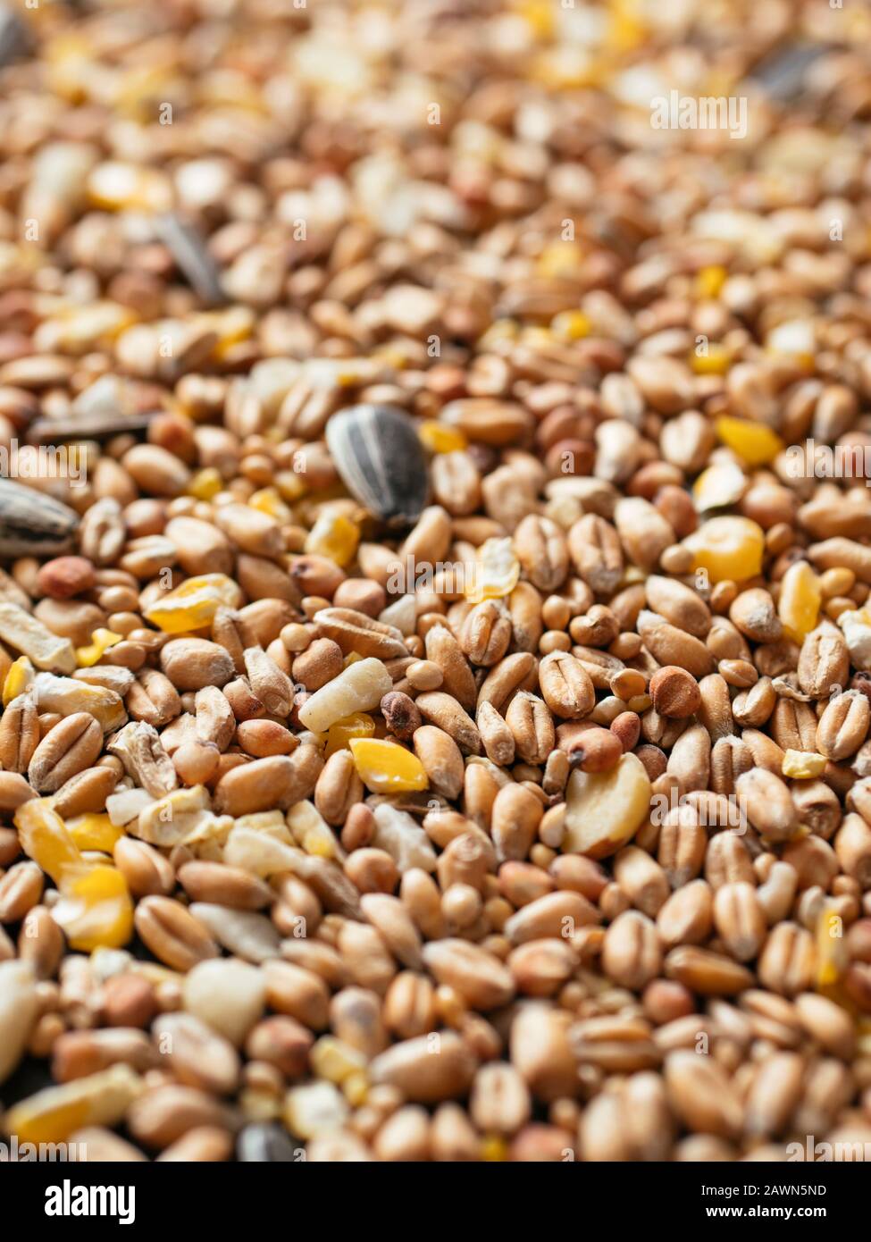 Close up of a bird seed mix with wheat, millet, sunflower seeds