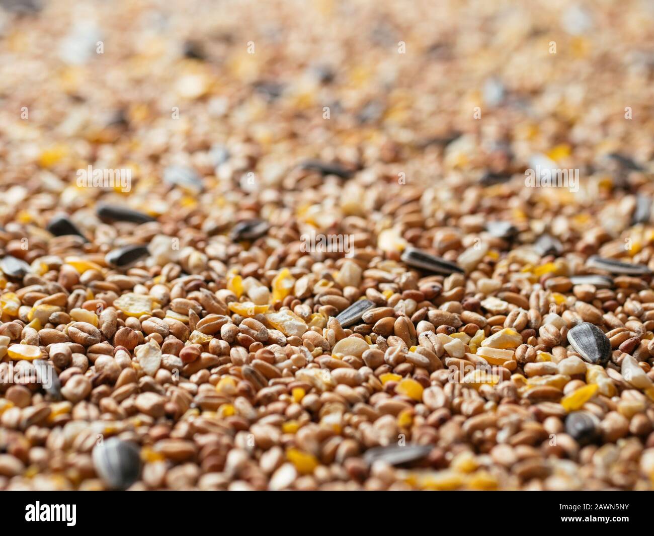 Bird millet hires stock photography and images Alamy