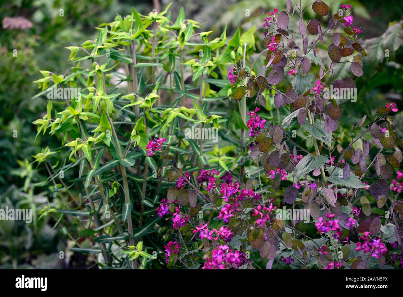 euphorbia lathyris,caper spurge,paper spurge,spurges,purple honesty