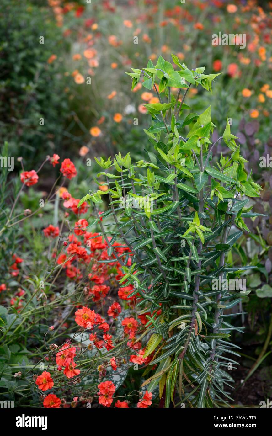 euphorbia lathyris,caper spurge,paper spurge,spurges,geum mrs bradshaw,flowers,flower,flowering,combination,RM Floral Stock Photo