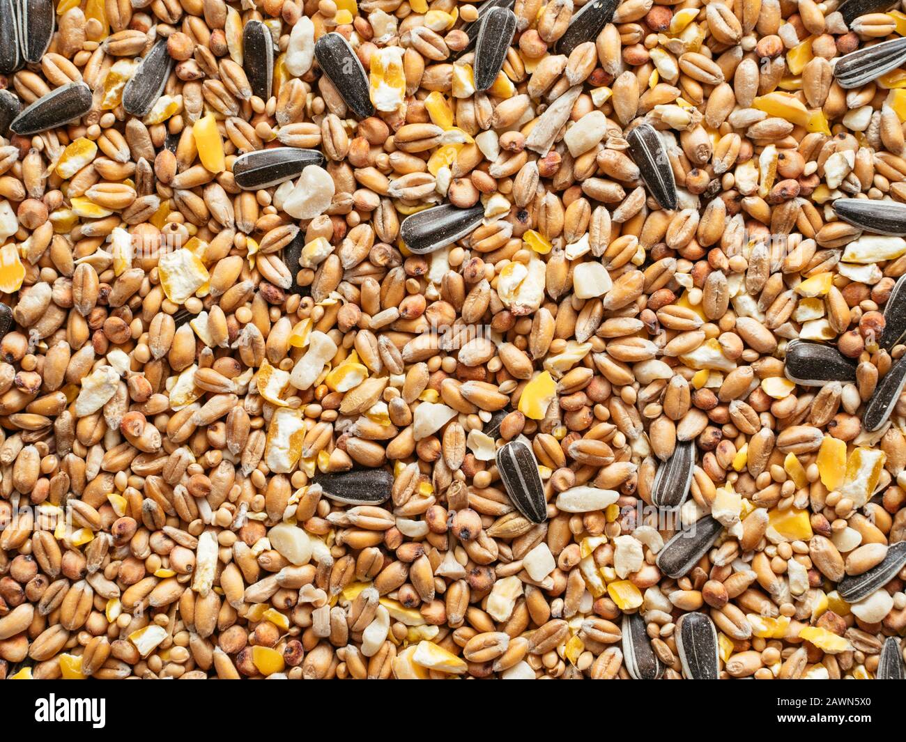 Corn millet hires stock photography and images Alamy