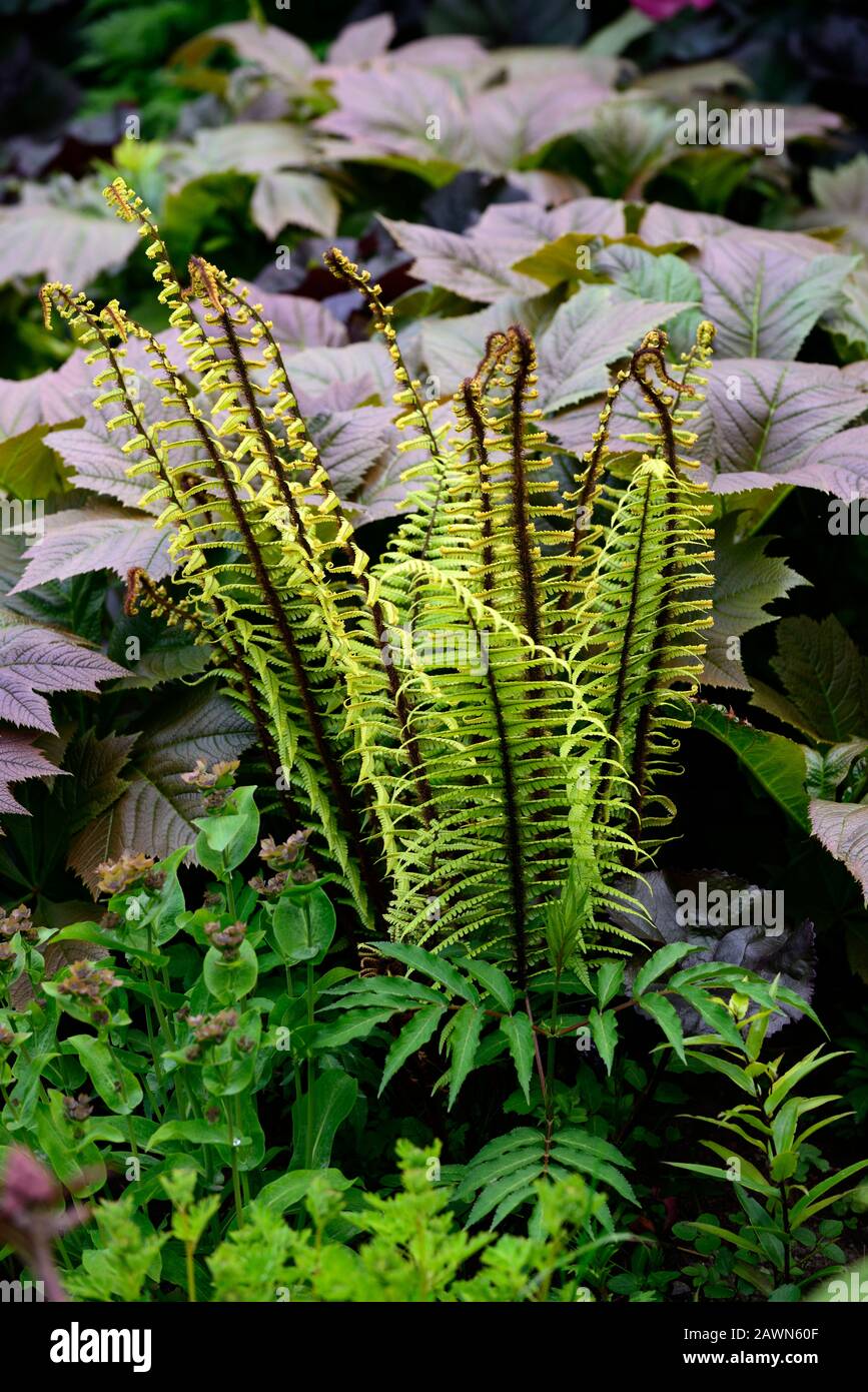 DRYOPTERIS WALLICHIANA,rodgersia,leaves,foliage,shade,shady,shaded,boggy,moist, damp garden,RM Floral Stock Photo