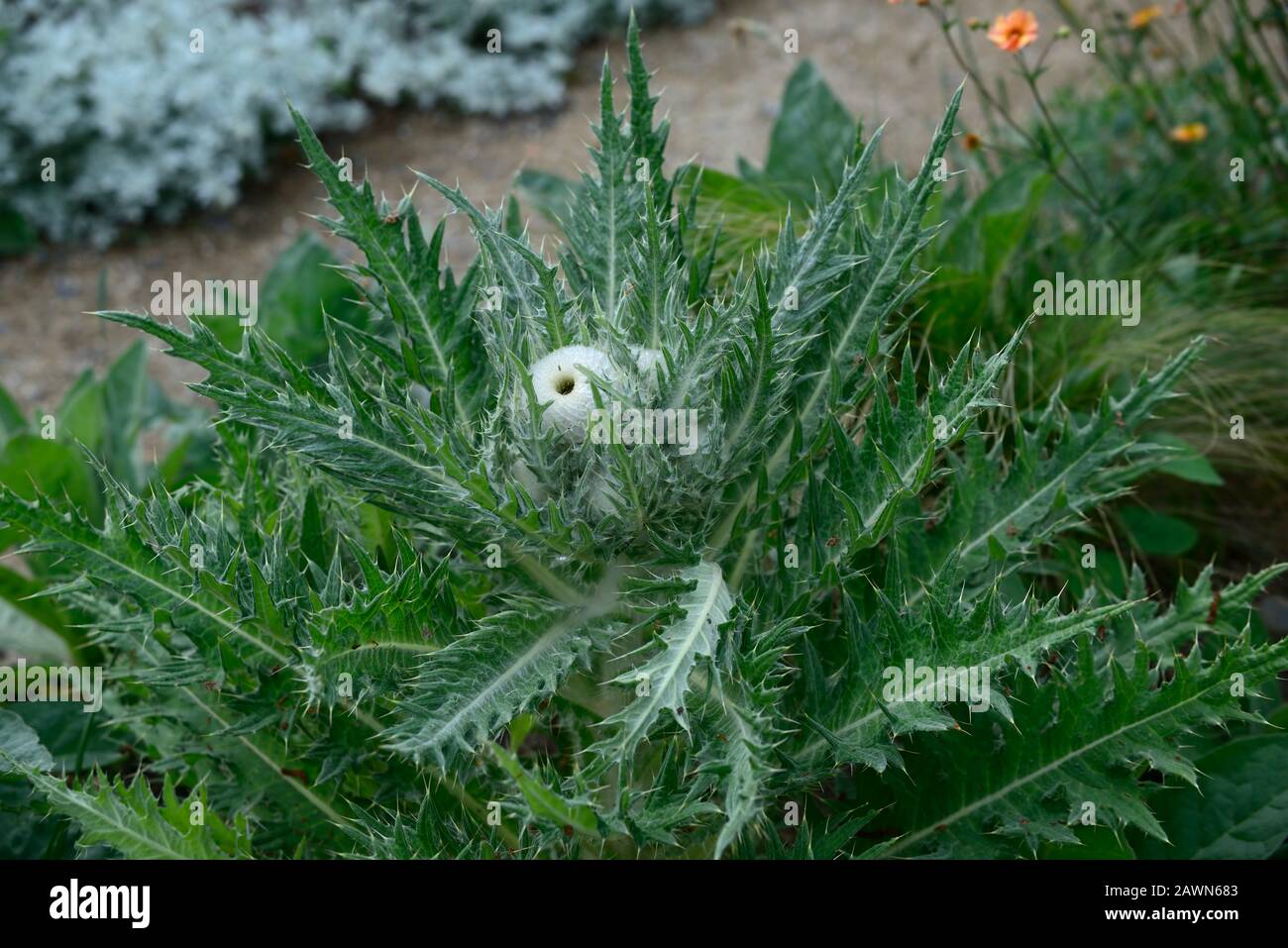 Cirsium eriophorum,woolly thistle,herbaceous biennial,giant thistles,ornamental thistle,RM Floral Stock Photo