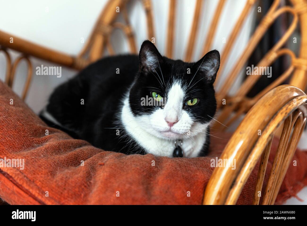 Domestic cat lying on a cushion. Stock Photo