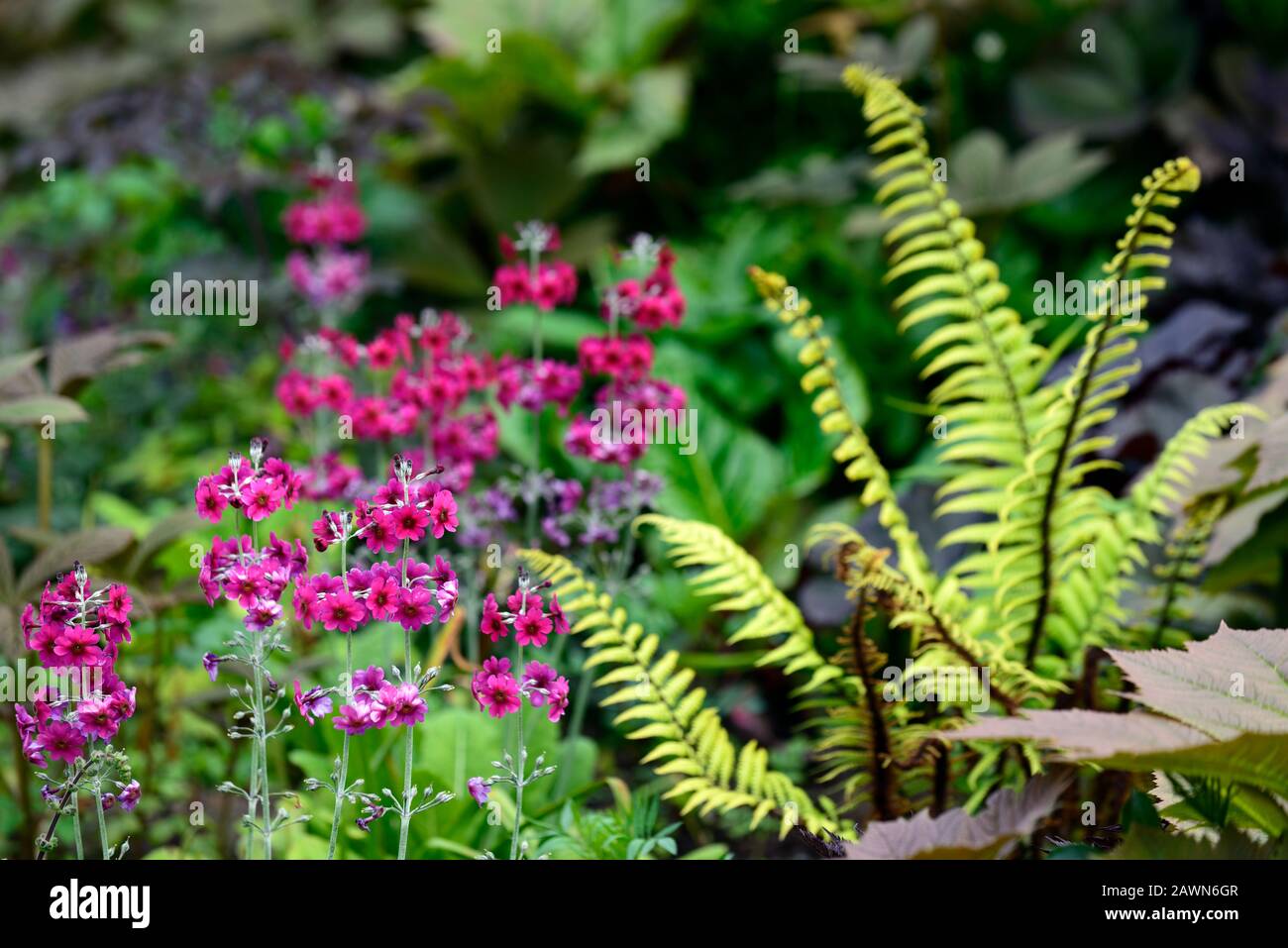 primula miller's crimson,candelabra primula,DRYOPTERIS WALLICHIANA,rodgersia,leaves,foliage,shade,shady,shaded,boggy,moist, damp garden,RM Floral Stock Photo