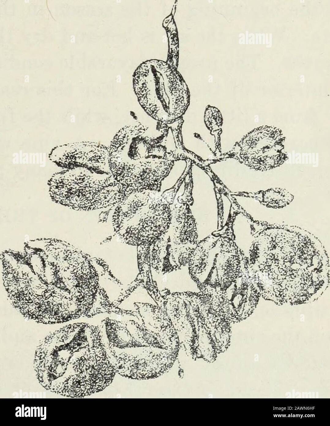 Oidium or powdery mildew of the vine . Fig. 4. Berries badly affected and cracked. (After Foex.) If this cracking occurs early, the grapes dry up completely beforeripening. If later, they may develop sugar and can be used for winemaking, but the crop is diminished in volume. In moist seasons theberries which are cracked usually become the prey of blue mould andare completely destroyed. After the grapes have lost the green color due to the presence ofchlorophyll in the skin and have commenced to ripen they are not at-tacked by Oidium. The markings and blotches which are often seenon ripe grapes Stock Photo