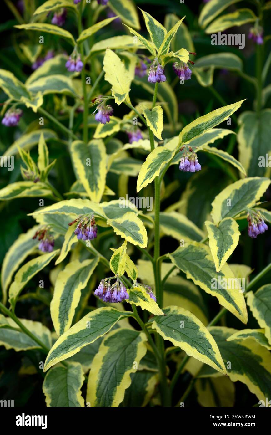 Symphytum × uplandicum Variegatum,variegated Russian comfrey,comfreys,spring,gardens,RM Floral Stock Photo
