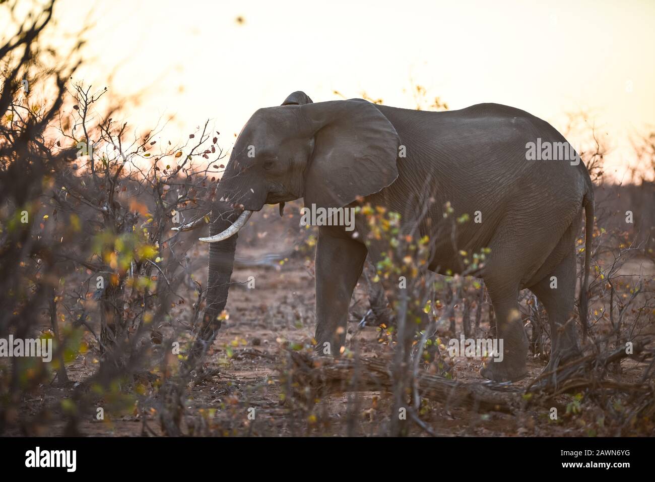 African animals sunset hi-res stock photography and images - Alamy