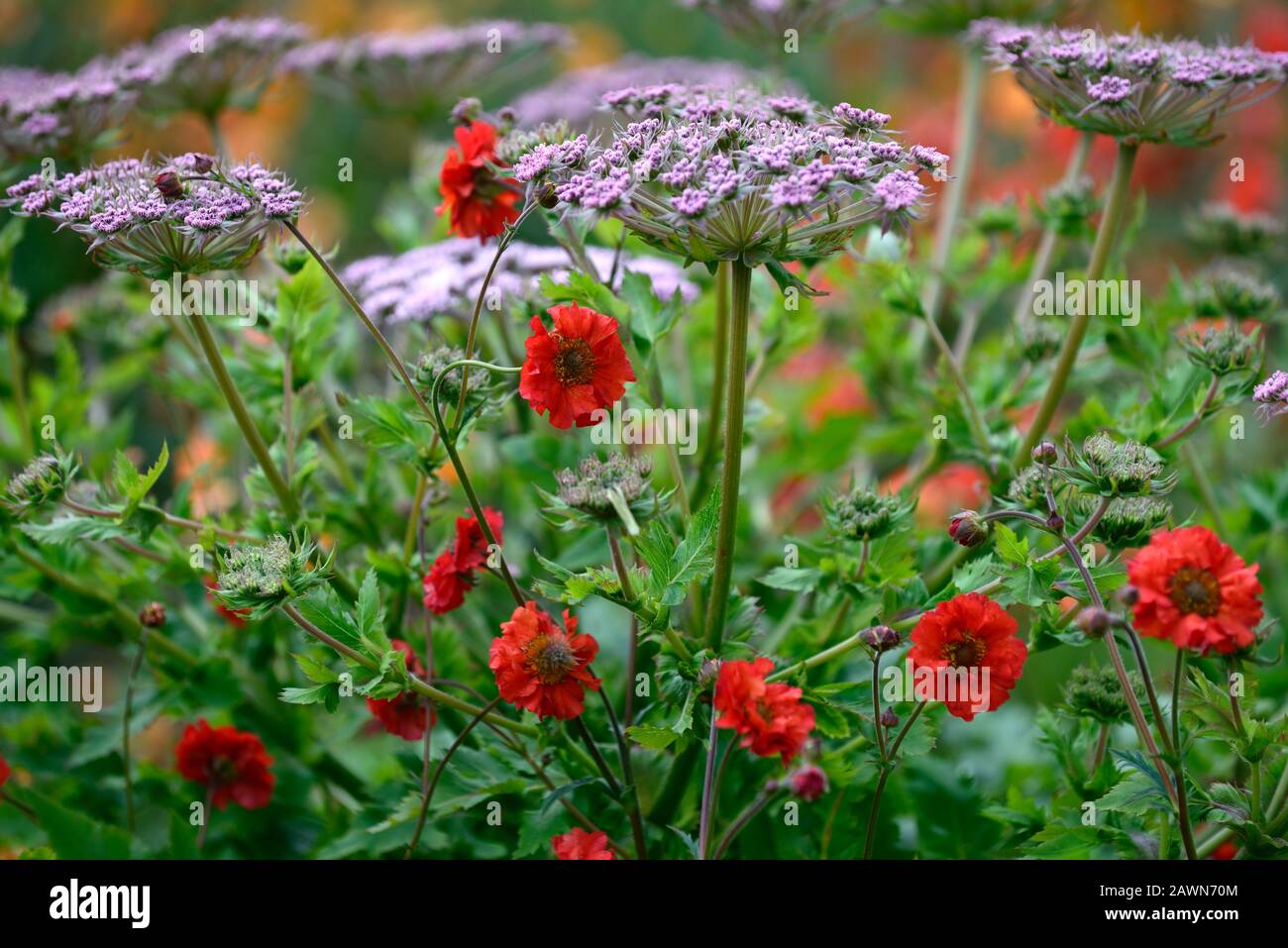 geum scarlet tempest,Melanoselinum decipiens,umbellifer,red flowers,flowering,mix,mixed planting scheme,garden,gardens,RM Floral Stock Photo