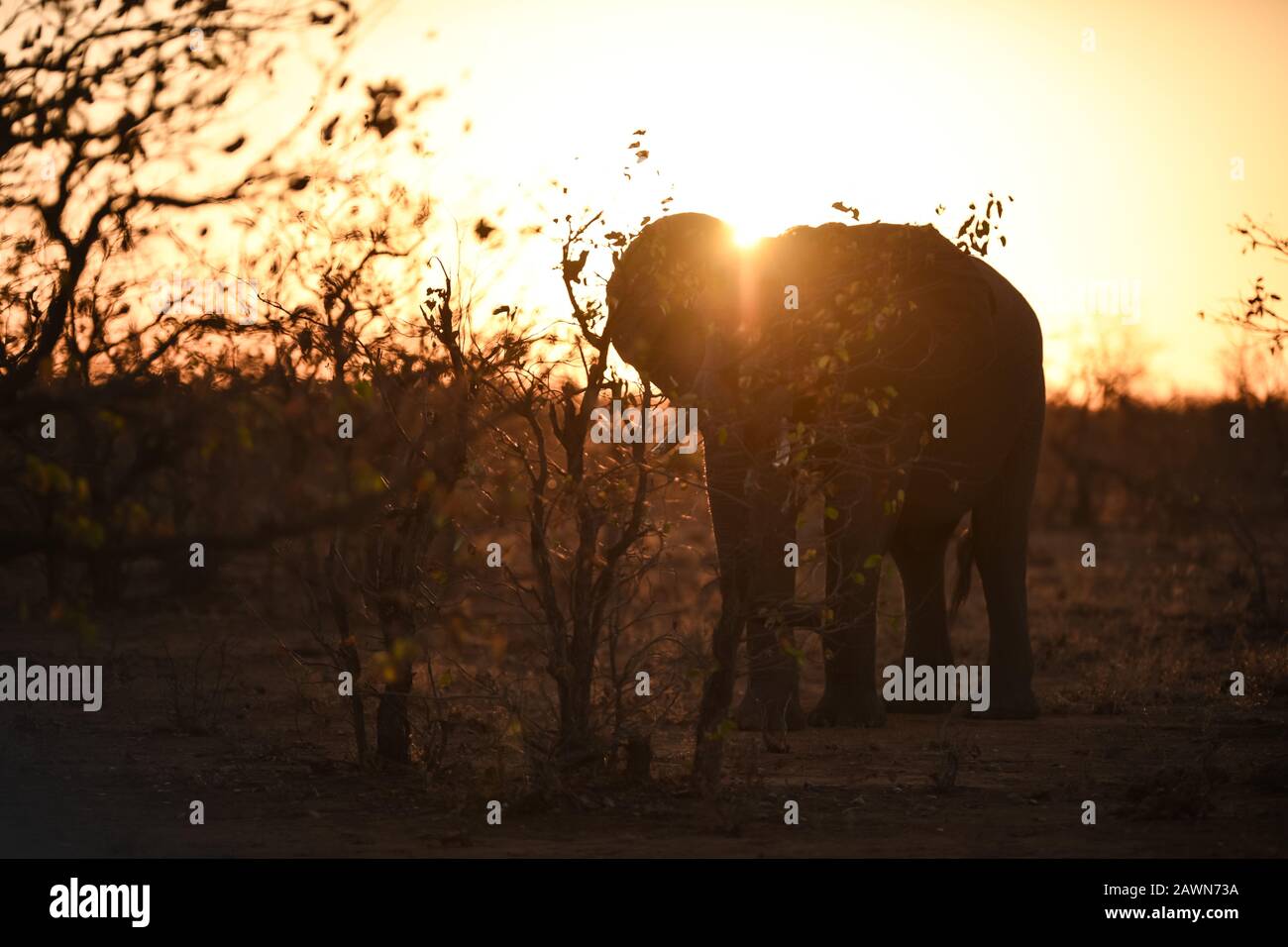 African elephant big sun sunset hi-res stock photography and images - Alamy