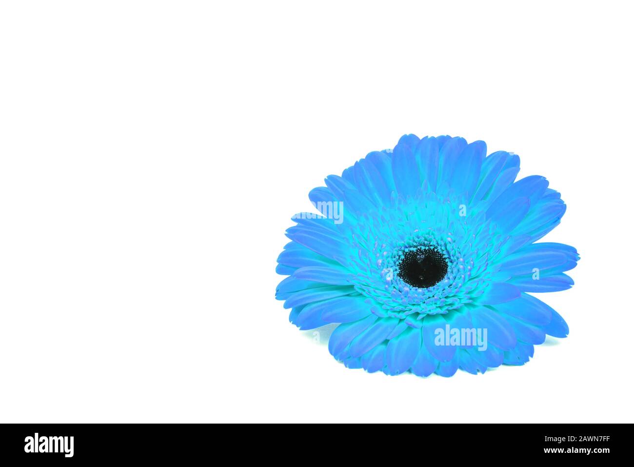 Blue gerbera flower isolated on white background. Stock Photo