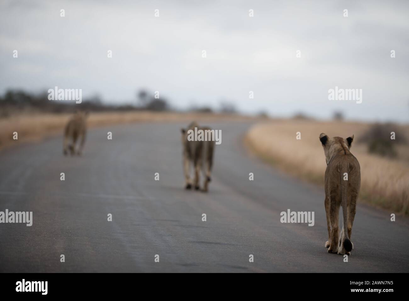 Selective focus shot of a female lion walking on the road with a blurred background Stock Photo