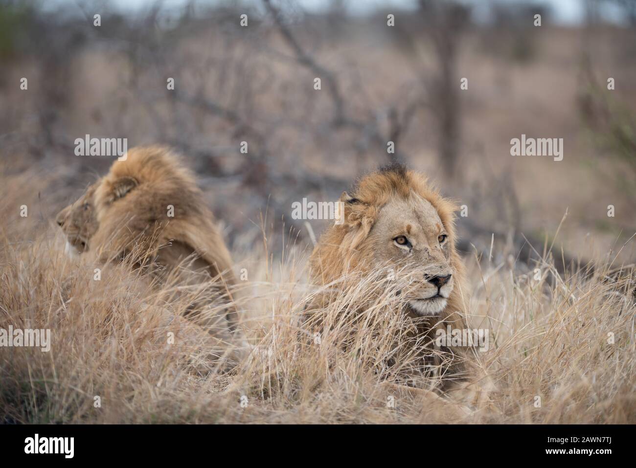 Looking at bush hi-res stock photography and images - Alamy