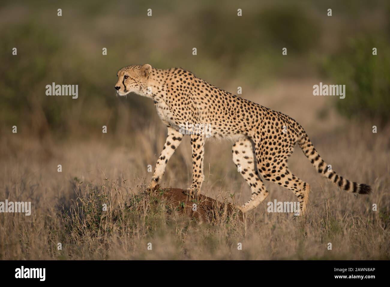 Beautiful cheetah hunting for prey with a blurred background Stock Photo