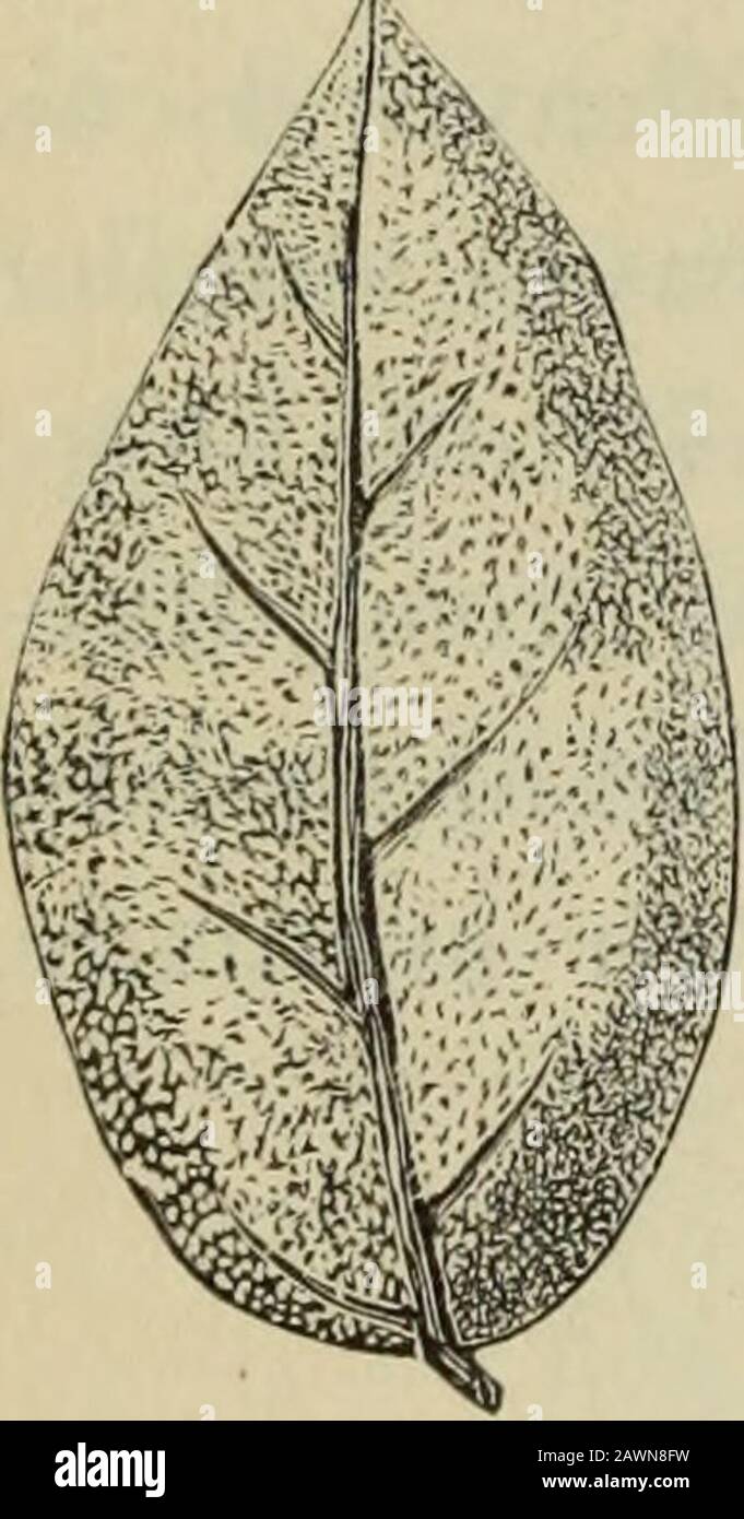 American journal of pharmacy . Micromeria Doujrlasii. a, leaf and calyx, natural size. 6, simple hair,magnified 300 diam. c, cuticle, and rf, gland, magnified 300 diam. The cuticle on both surfaces of the leaves is firm. The hairs arefirm, conical, mostly two-celled, and rest, with a broad base, upon thesomewhat prominent parent cell. The glands are contained in concavedepressions, are depressed, have a simple stipe cell, and contain a yel-low secretion.—Phar. Cnitralhalle, 1882, No. 29. Eugenid Cheken, Molina.—From Dr. J. Moellcrs description ofcheken leaves we take the following, supplementi Stock Photo