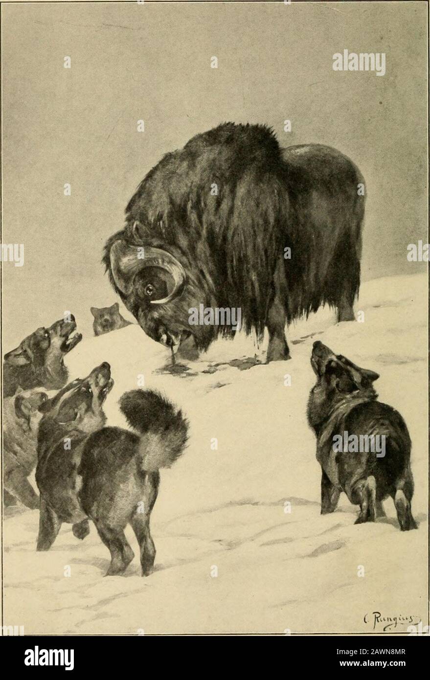 Musk-ox, bison, sheep, and goat . mightget wind of the other two of the four after whichI had originally started, or find tracks of strag-glers from the main herd. Several miles I wenton, but finding no tracks, and darkness comingdown, I turned to make my way back, knowingthat the Indians would follow up and camp bythe slain musk-oxen for the night. But as Ijourneyed I suddenly realized that, except forgoing in a southerly direction, I really had nodefinite idea of the exact direction in which Iwas travelling, and with night setting in and achilling wind blowing I knew that to lose my-self mig Stock Photo