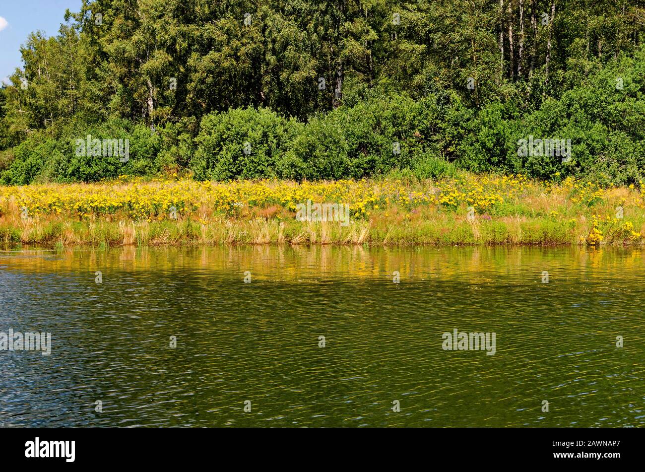Beautiful fresh forest and glade with Yellow tansy Tanacetum vulgare flowers on the shore of artificial Vlasina mountain lake, South eastern Serbia Stock Photo