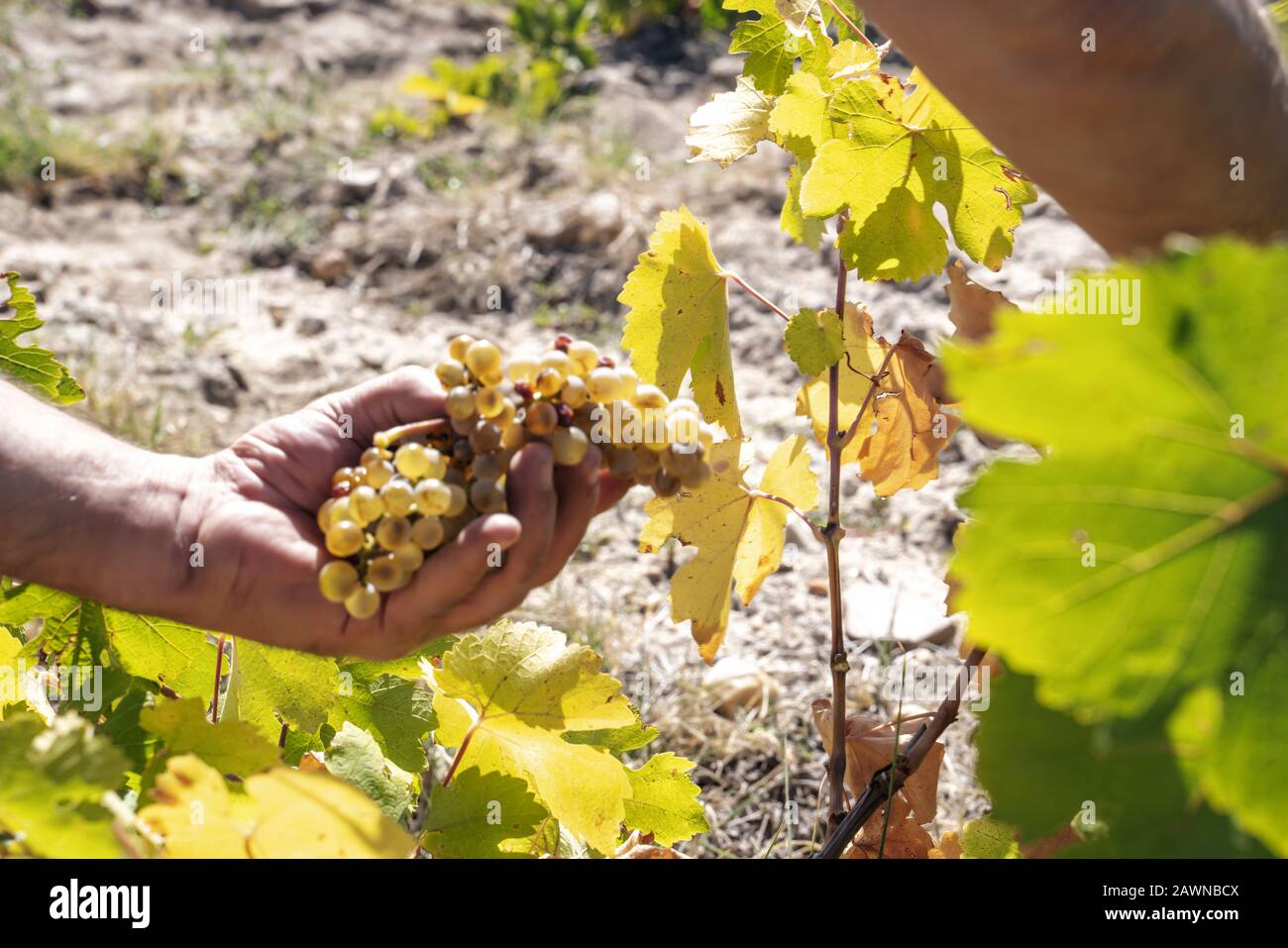 Person picking grapes in a vineyard for winemaking Stock Photo