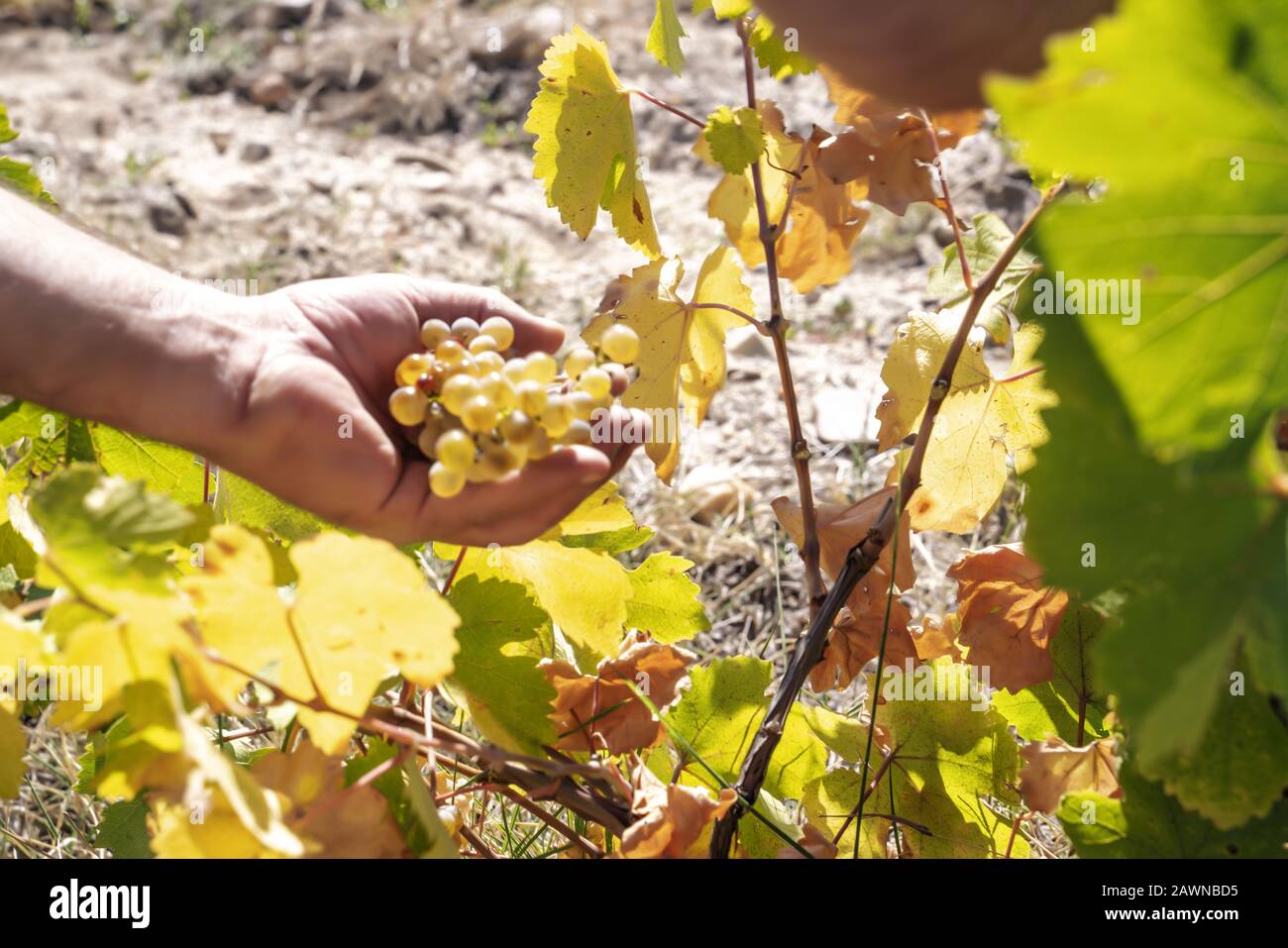 Person picking grapes in a vineyard for winemaking Stock Photo