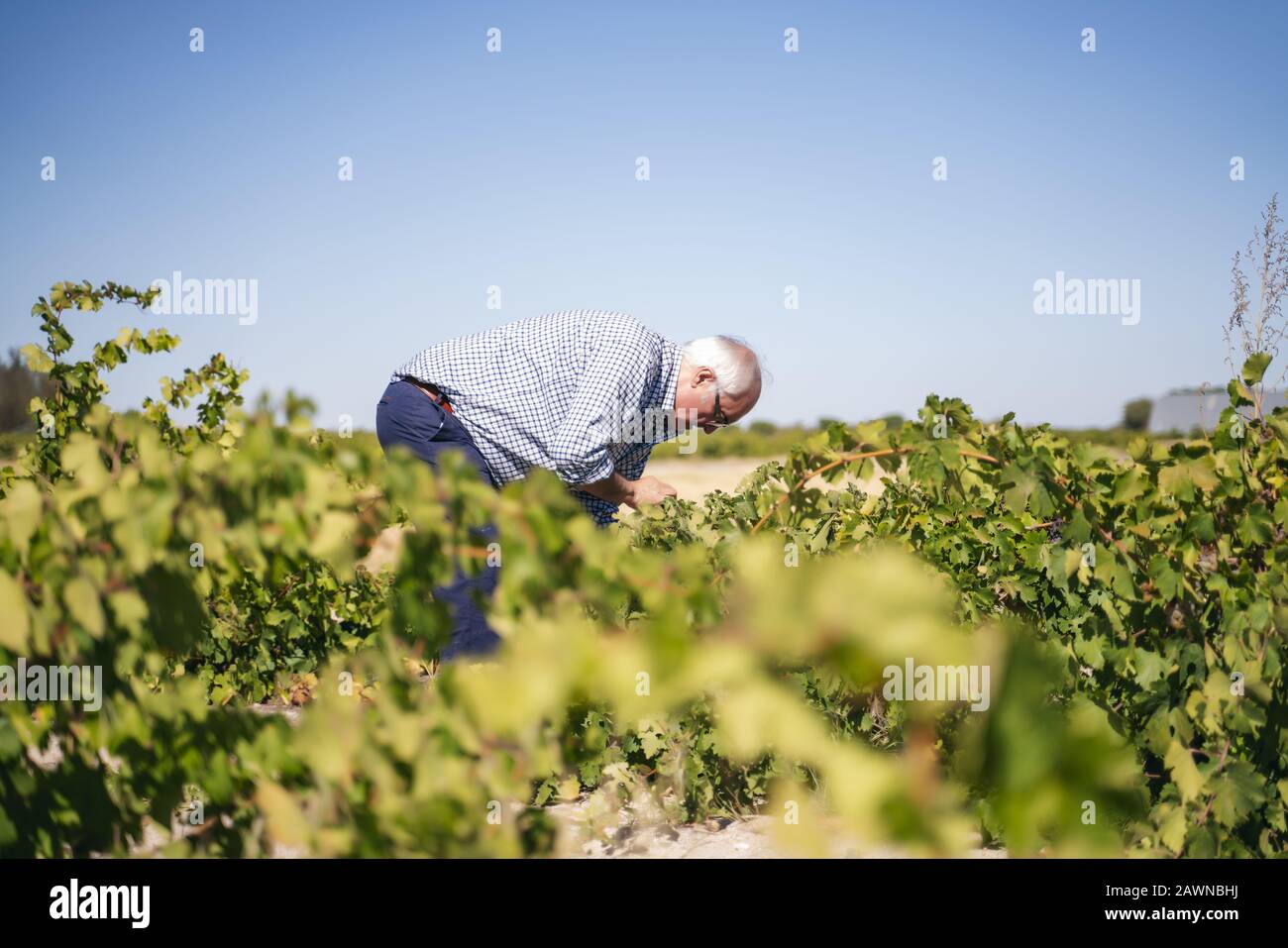 Middle-aged person picking grapes in a vineyard for making wine Stock Photo