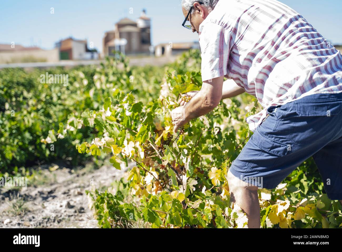 Middle-aged person picking grapes in a vineyard for making wine Stock Photo