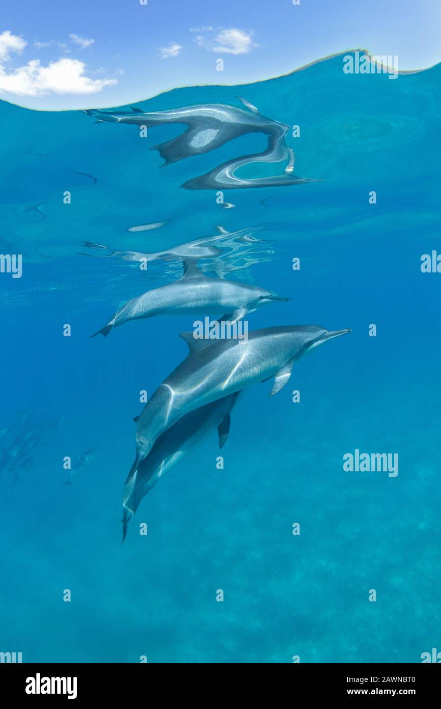 Spinner dolphins at Makena, Maui, Hawaii. Stock Photo