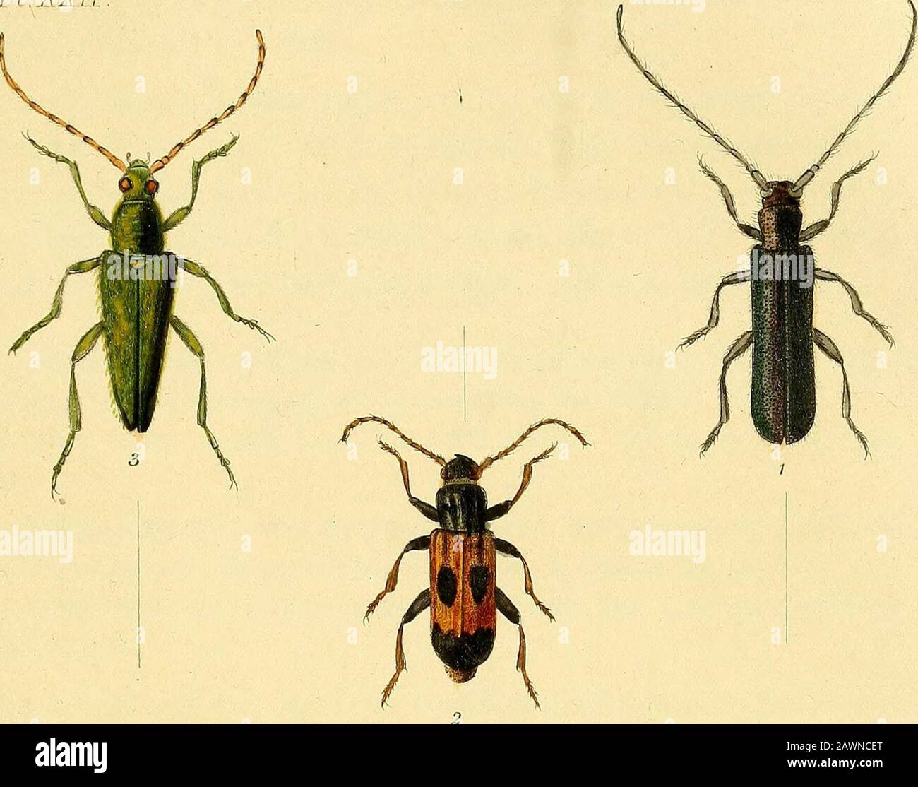 Illustrations of British entomology; or, A synopsis of indigenous ...