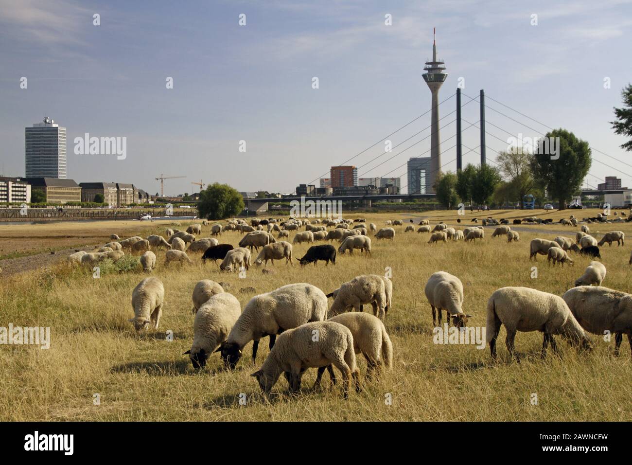 Wide angle shot of livestock grazing on a dry grassland Stock Photo - Alamy